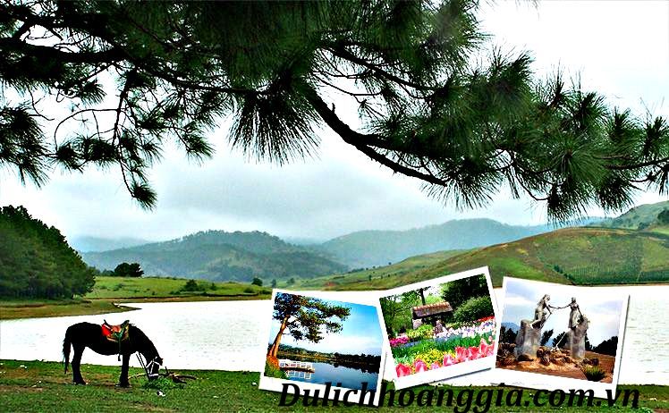 [Image: DL_DALAT3_HOANGGIA.jpg]